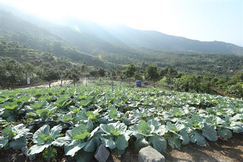Điểm sáng về mô hình nông nghiệp hữu cơ của Hà Nội