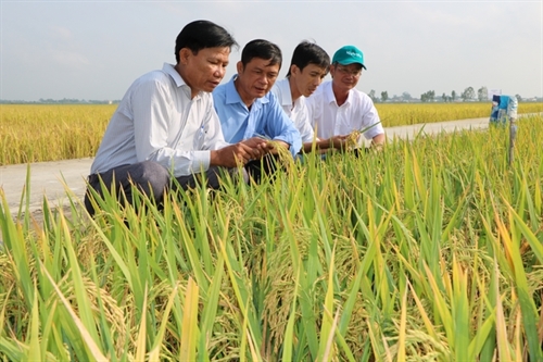 Kết quả hình ảnh cho Triển khai mô hình sản xuất gạo hữu cơ tại Long An và Đồng Tháp