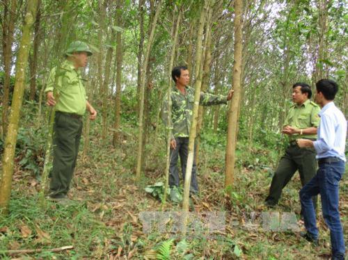 Các cán bộ kiểm lâm kiểm tra vườn rừng của hộ gia đình ông Hoàng Văn Tuấn (52 tuổi ở xã Cát Vân, huyện Như Xuân, tỉnh Thanh Hóa). Ảnh Nguyễn Nam - TTXVN
