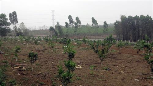 Phát triển cây ăn quả là hướng thoát nghèo bền vững ở Phú Thọ