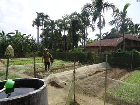 Kinh tế vườn giúp nông dân Thừa Thiên - Huế thu nhập cao và bền vững