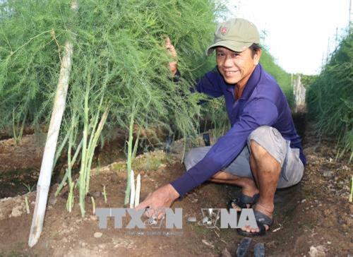 Trồng măng tây xanh trên đất cát cho hiệu quả kinh tế cao ở Ninh Thuận