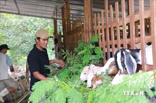 Mô hình nuôi dê sạch giúp thanh niên ấp Thanh Hải khởi nghiệp hiệu quả